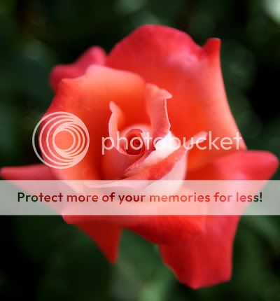 Rose fine art photograph