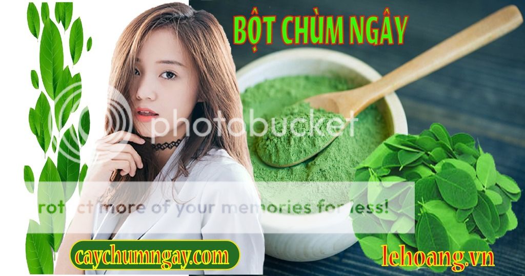 Bột chùm ngây mua ở đâu