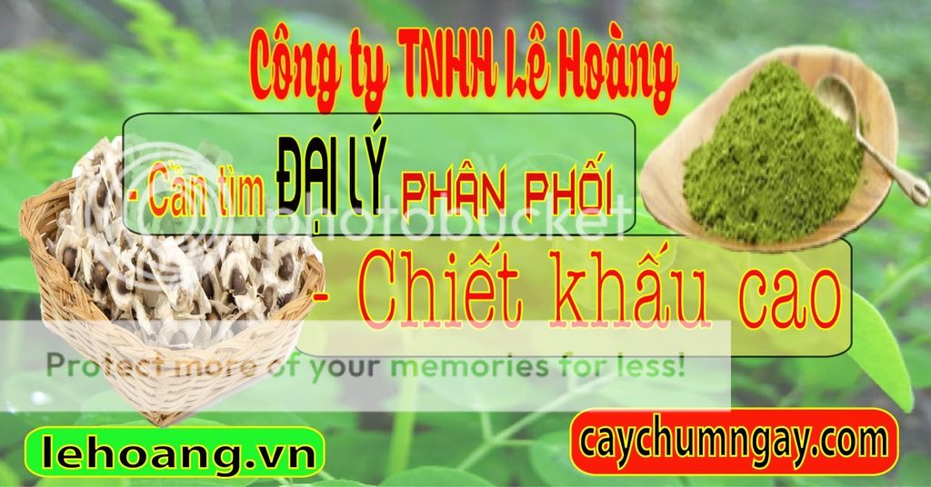 Bột chùm ngây mua ở đâu