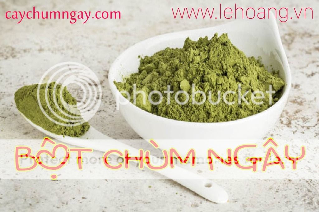 Mua bột chùm ngây ở đâu