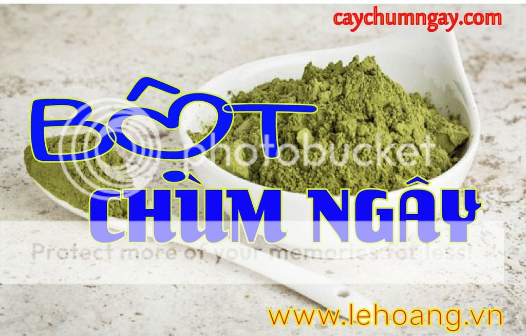 Mua bột chùm ngây ở đâu