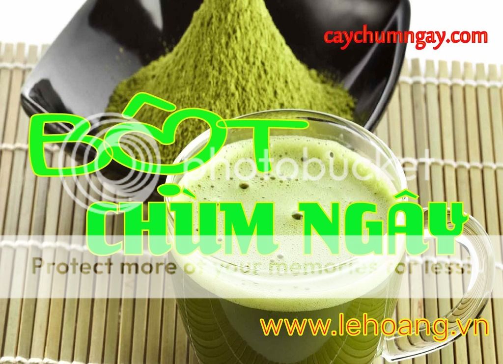 Mua bột chùm ngây ở đâu