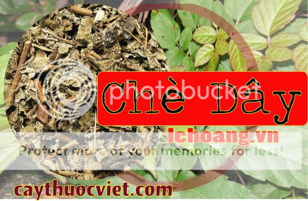 Chè dây bán ở đâu?
