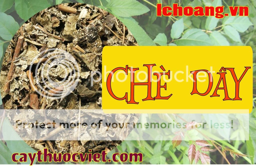 Cách chế biến Chè đây?Chè dây bán ở đâu?