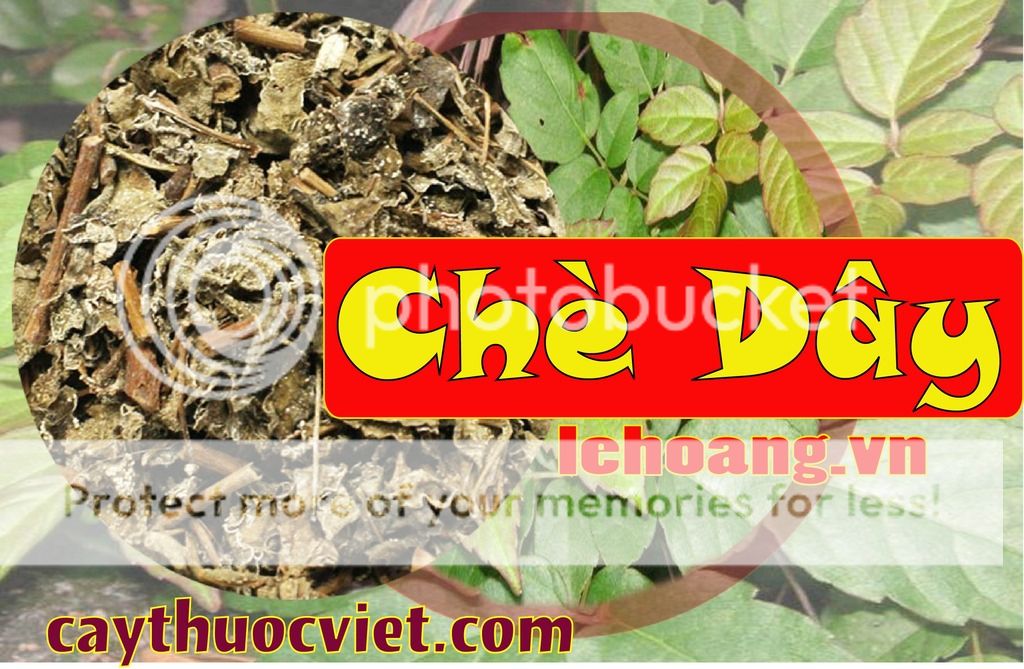 Cách chế biến Chè đây?Chè dây bán ở đâu?