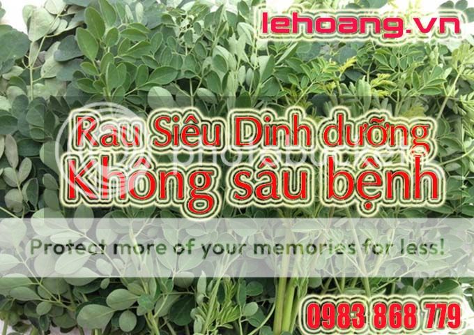 Cây chùm ngây chữa bệnh gì