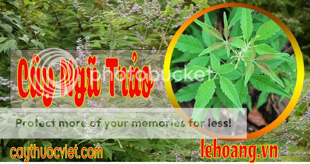 Cây Ngũ trảo mua ở đâu?