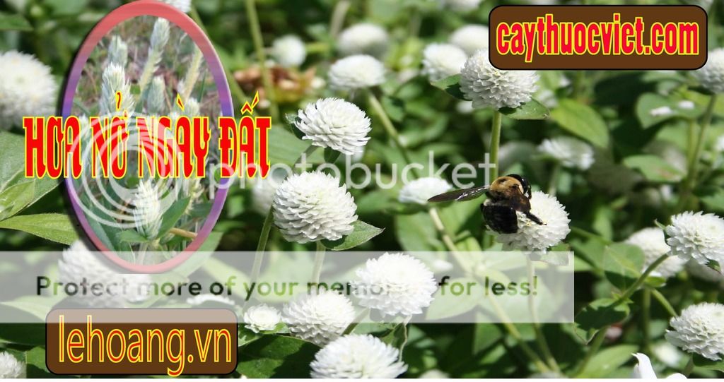 Cây Nở ngày đất mua ở đâu