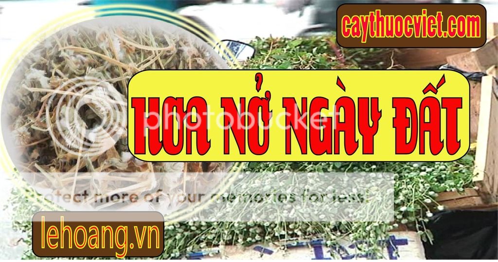 Cây Nở ngày đất mua ở đâu