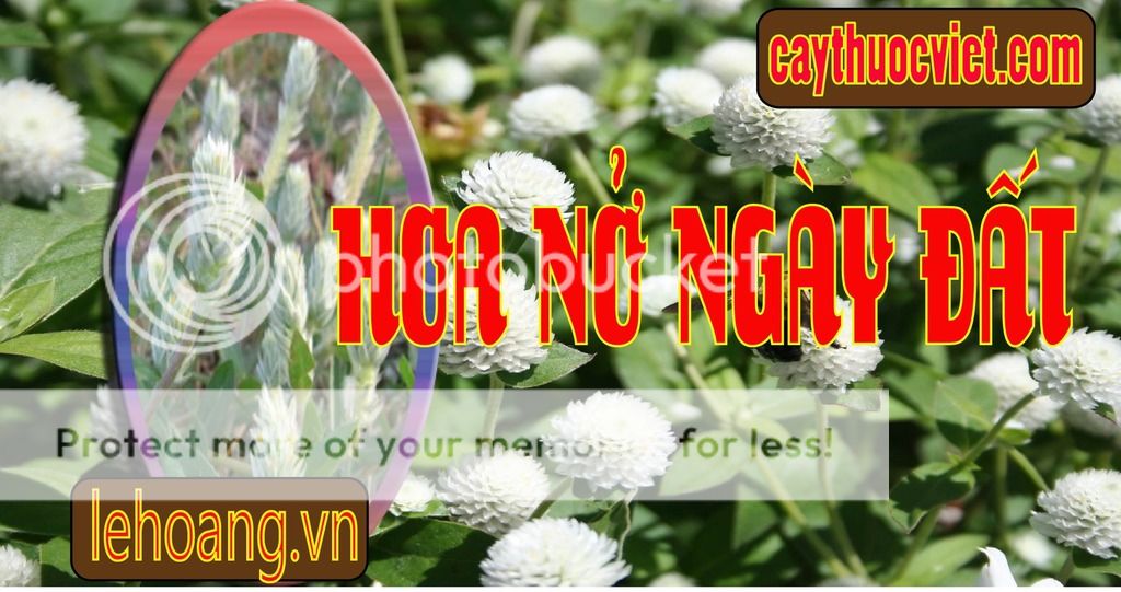Cây Nở ngày đất mua ở đâu