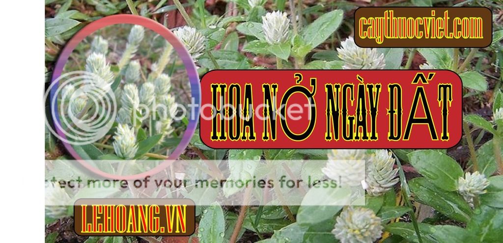Cây Nở ngày đất mua ở đâu