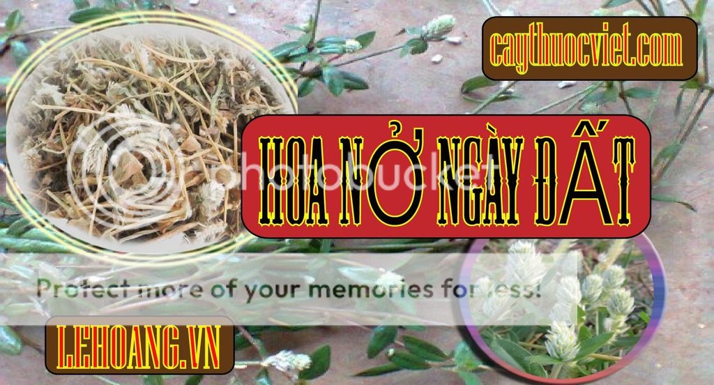 Cây Nở ngày đất mua ở đâu