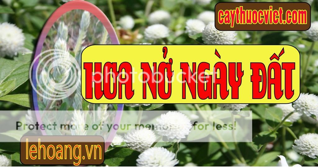 Cây Nở ngày đất mua ở đâu