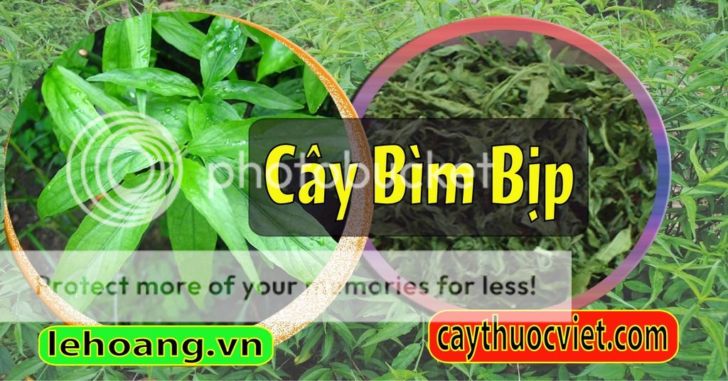 Cây Xương khỉ, Mảnh cộng, Bìm Bịp