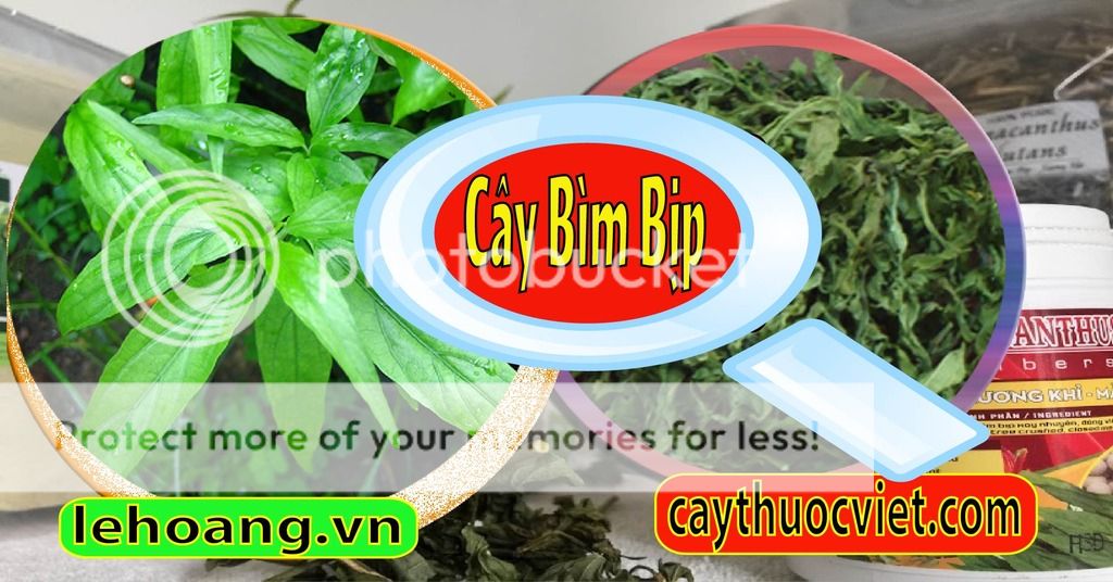 Cây Xương khỉ, Mảnh cộng, Bìm Bịp