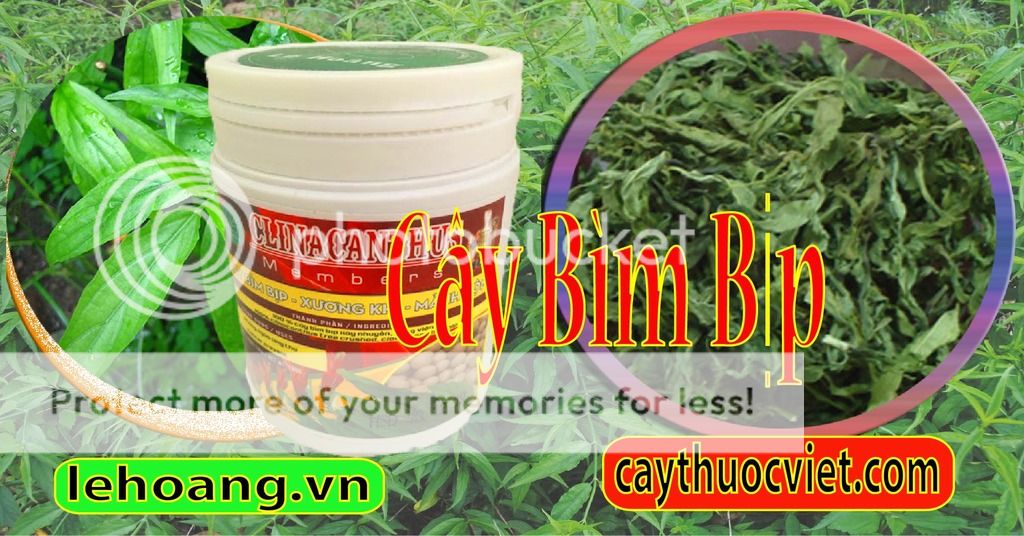 Cây Xương khỉ, Mảnh cộng, Bìm Bịp