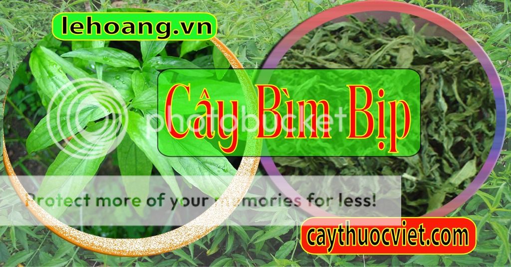 Cây Xương khỉ, Mảnh cộng, Bìm Bịp