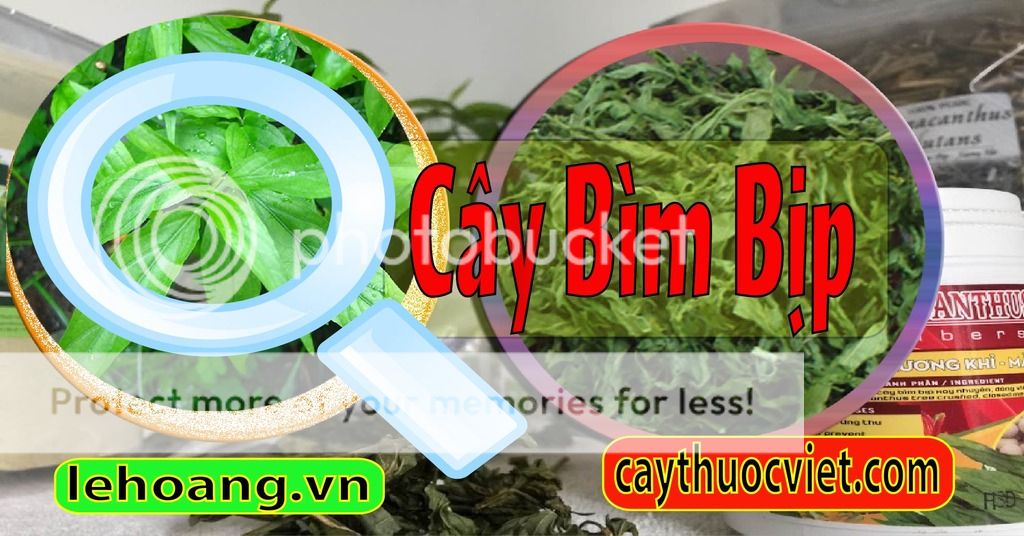 Cây Xương khỉ, Mảnh cộng, Bìm Bịp
