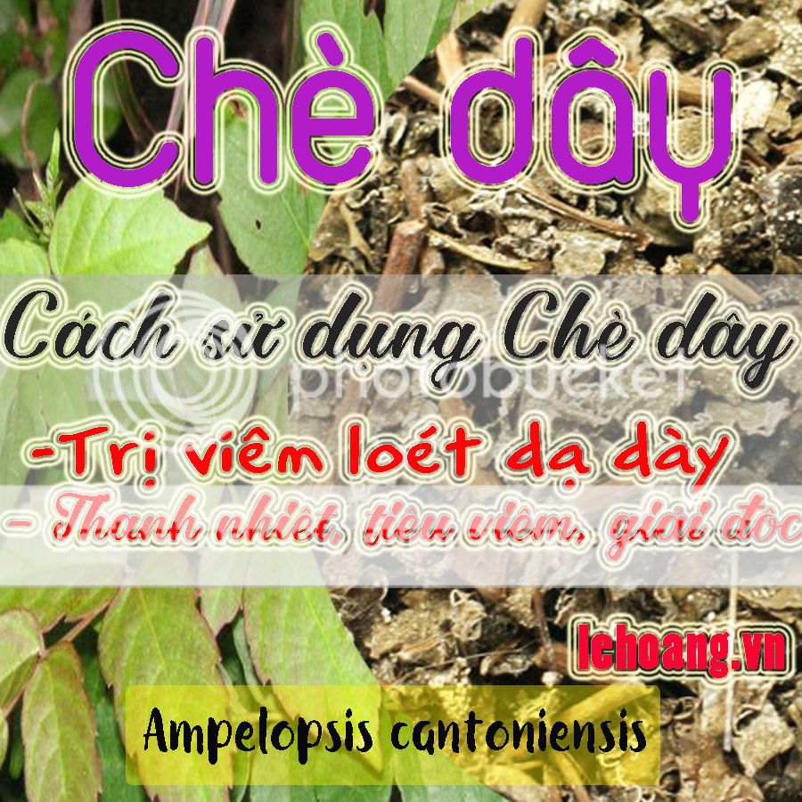Chè Dây Sapa
