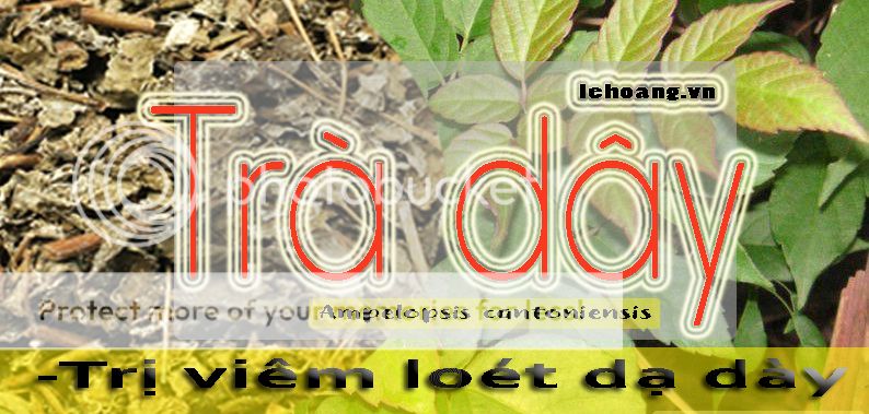 Cách chế biến Chè đây?Chè dây bán ở đâu?