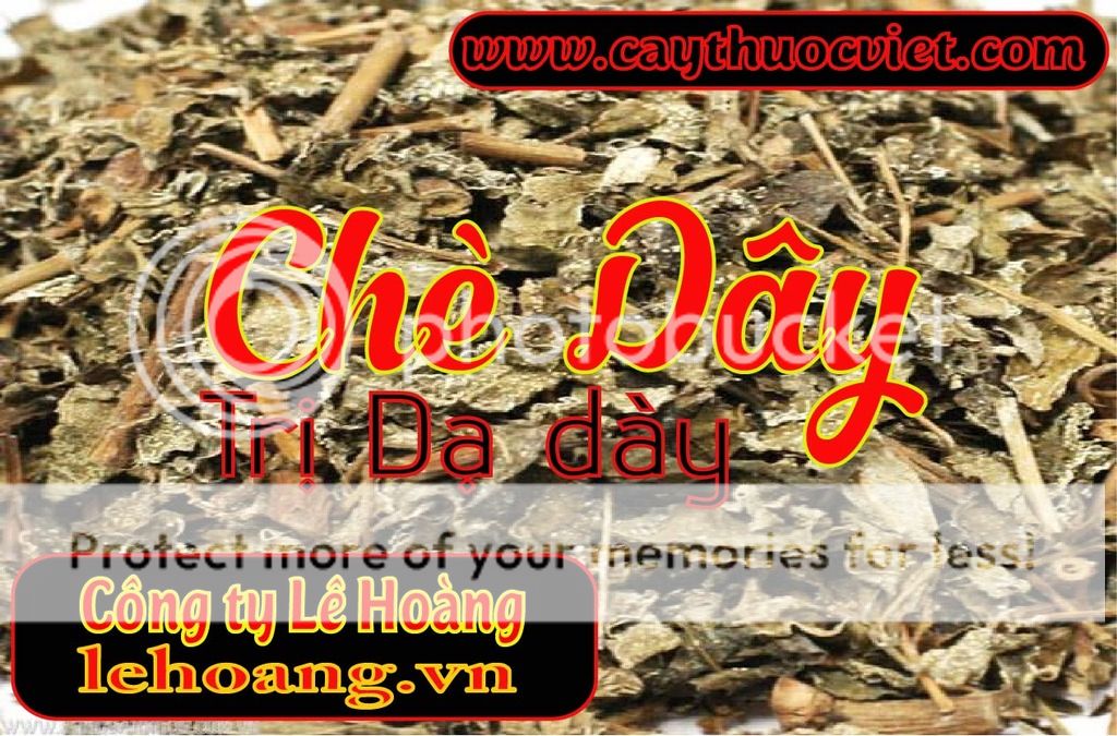 Chè Dây Sapa
