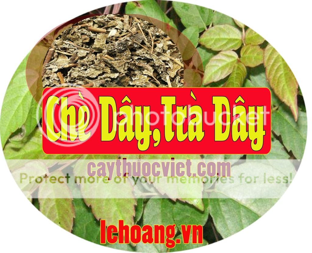 Chè Dây Sapa