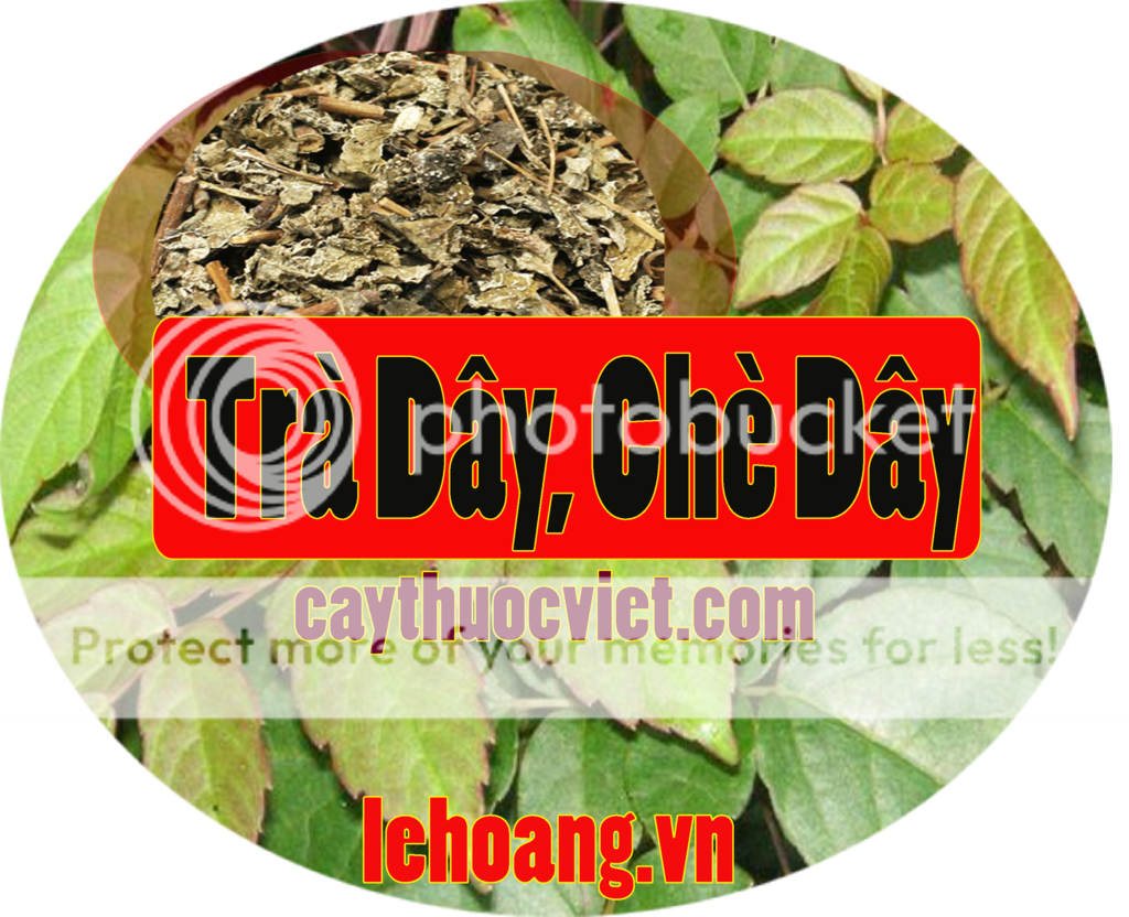 Chè Dây Sapa