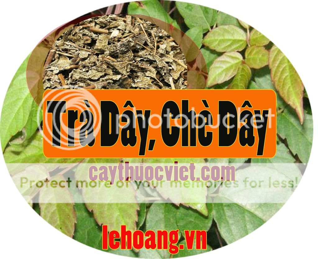 Chè Dây Sapa