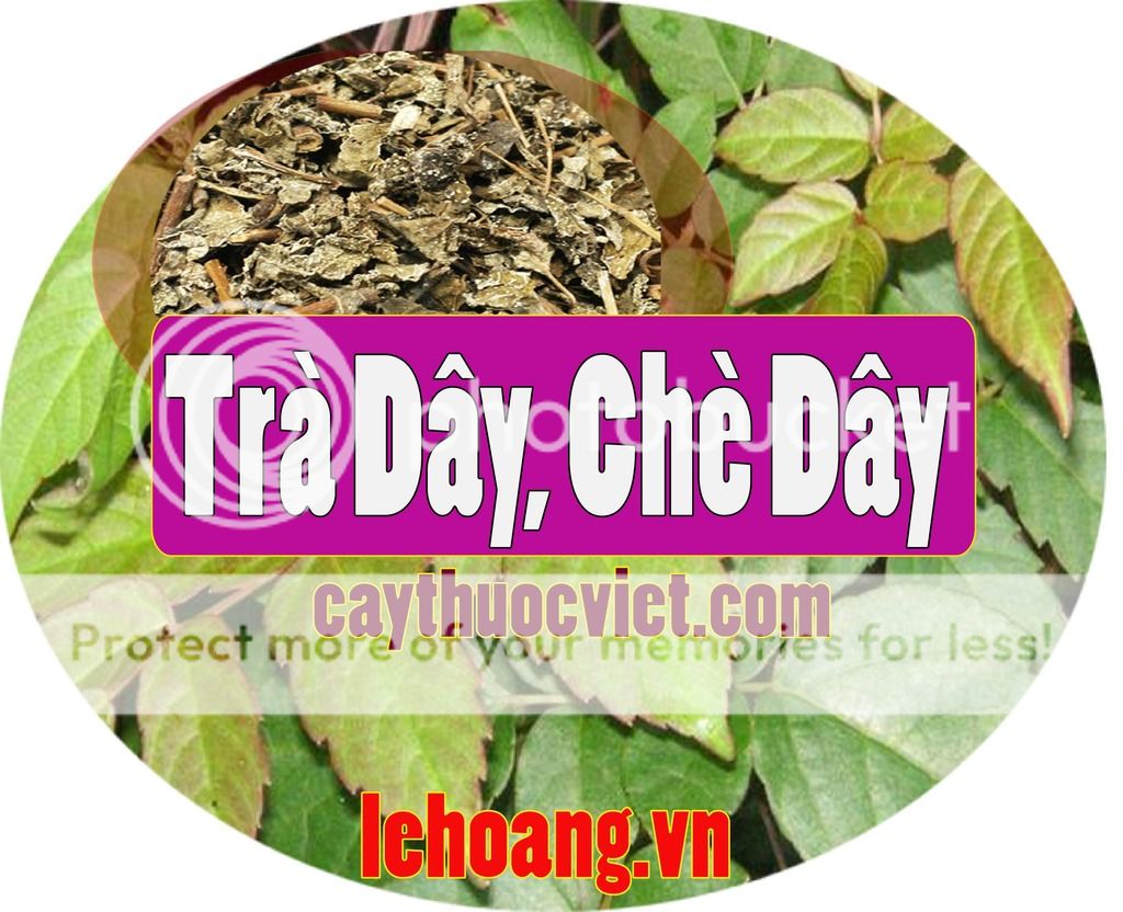 Chè Dây Sapa