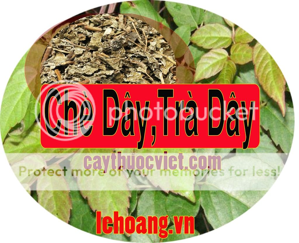 Chè Dây Sapa
