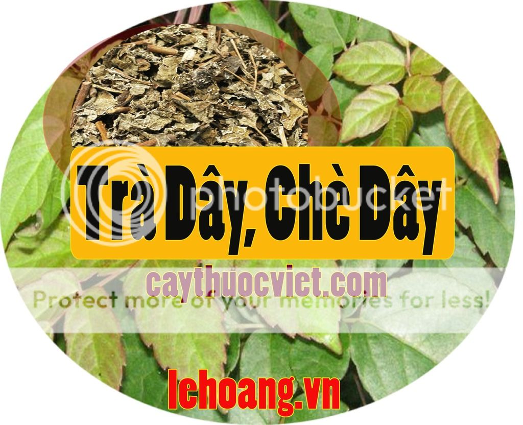 Chè Dây Sapa