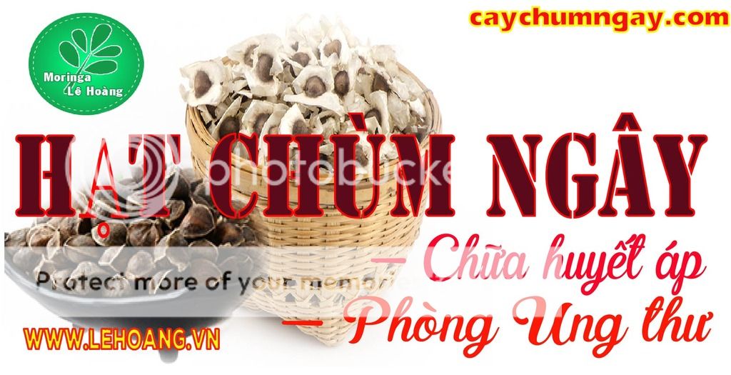CÂY CHÙM NGÂY