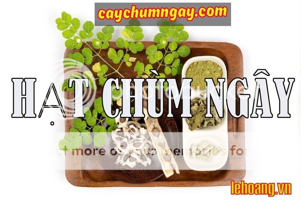 CÂY CHÙM NGÂY