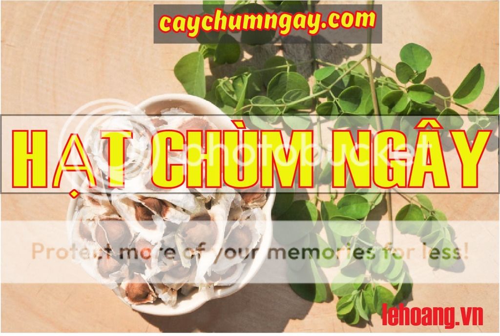CÂY CHÙM NGÂY