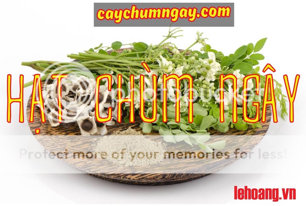 CÂY CHÙM NGÂY