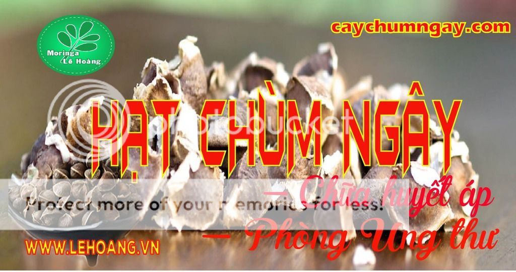 Bán Hạt Chùm ngây Tp HCM