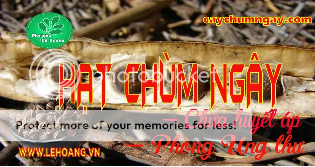 Bán Hạt Chùm ngây Tp HCM