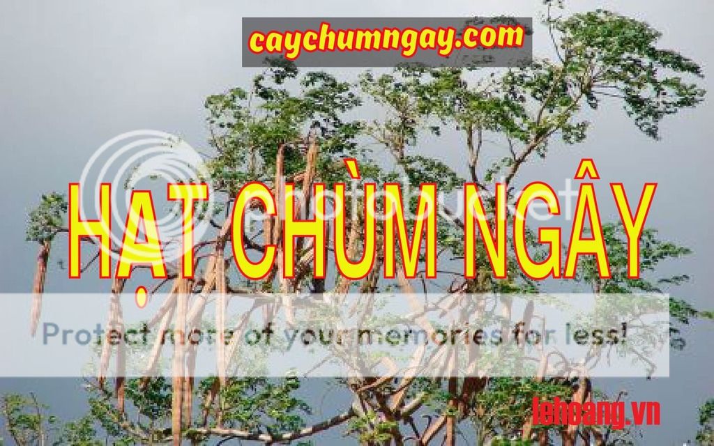 Bán Hạt Chùm ngây Tp HCM