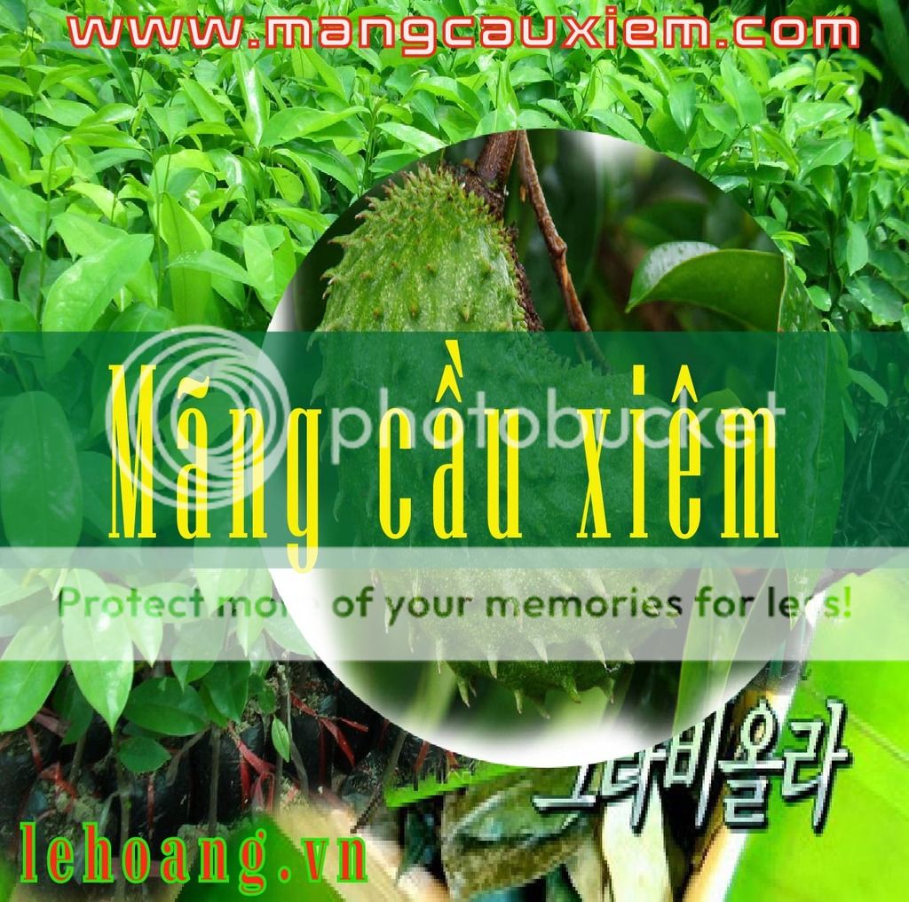 cách dùng lá mãng cầu xiêm