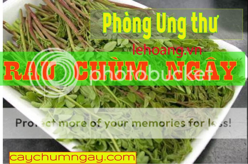 Mua bột chùm ngây ở đâu