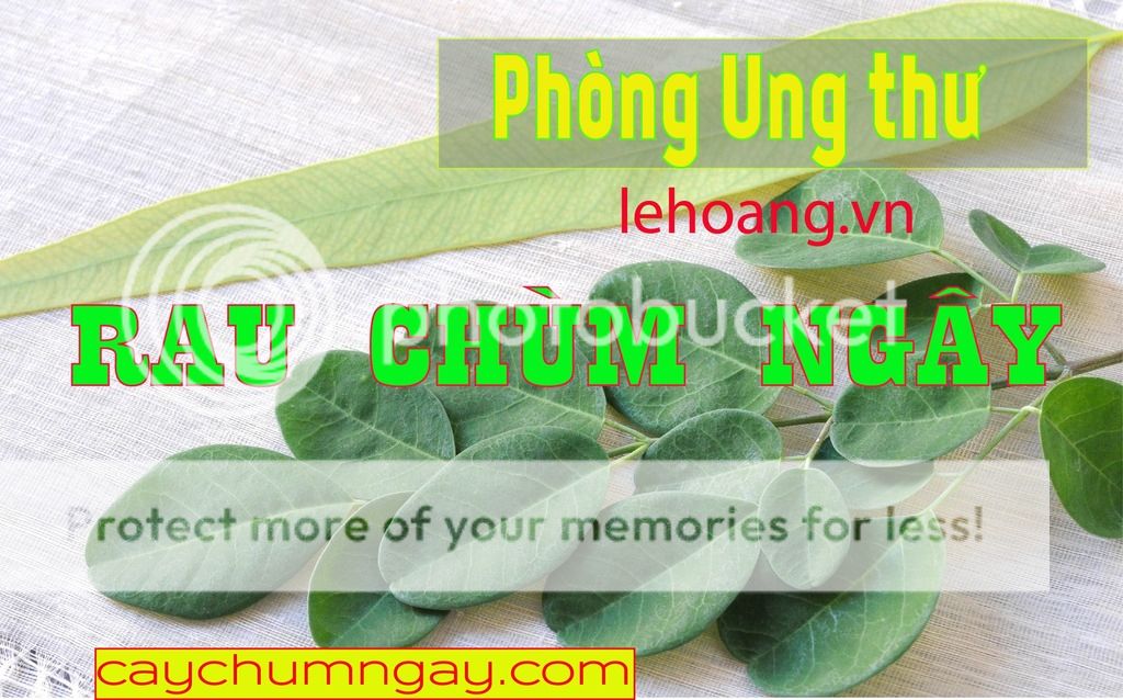 Mua bột chùm ngây ở đâu