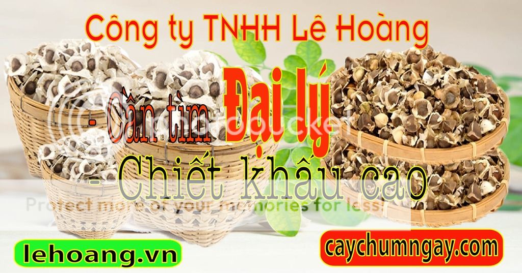 CÂY CHÙM NGÂY