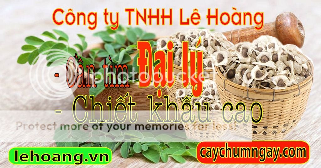 Kỹ thuật gieo ươm và chăm sóc cây Chùm ngây
