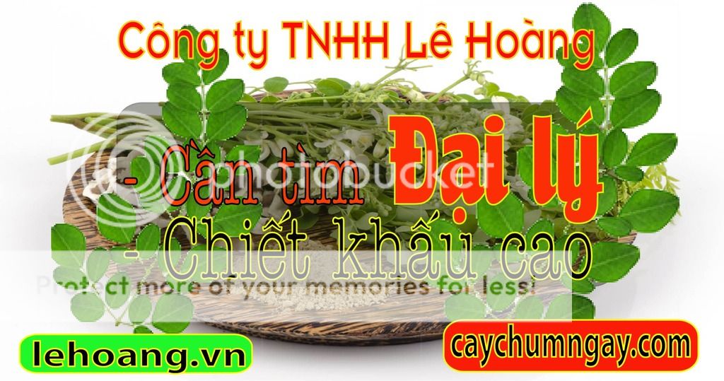 Kỹ thuật trồng và chăm sóc Cây Chùm ngây hiệu quả