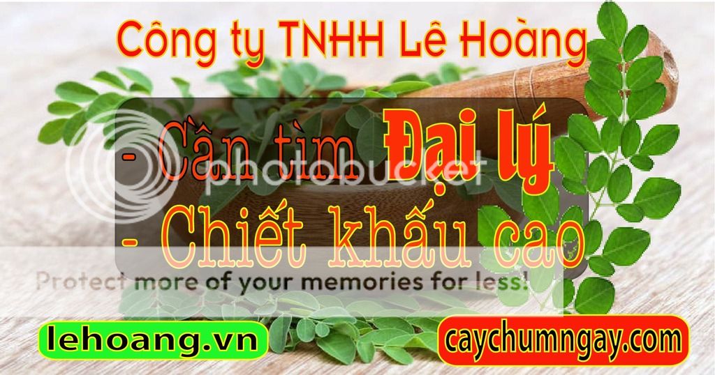 Kỹ thuật trồng và chăm sóc Cây Chùm ngây hiệu quả