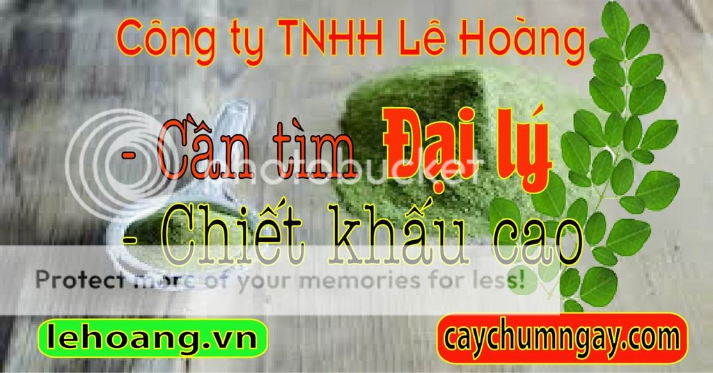 Kỹ thuật trồng và chăm sóc Cây Chùm ngây hiệu quả
