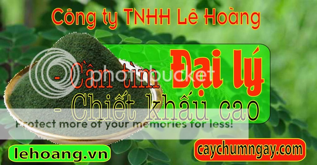 Kỹ thuật trồng và chăm sóc Cây Chùm ngây hiệu quả