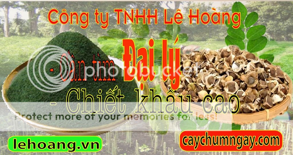 Kỹ thuật trồng và chăm sóc Cây Chùm ngây hiệu quả