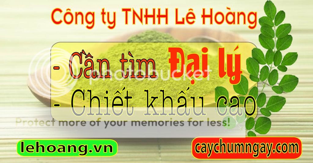 Kỹ thuật trồng và chăm sóc Cây Chùm ngây hiệu quả
