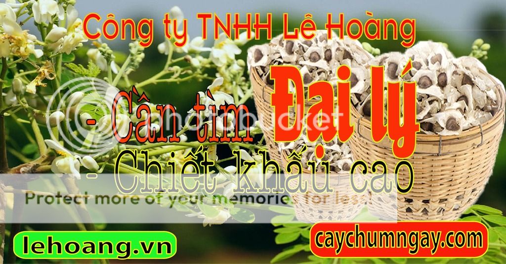 Mua bột chùm ngây ở đâu